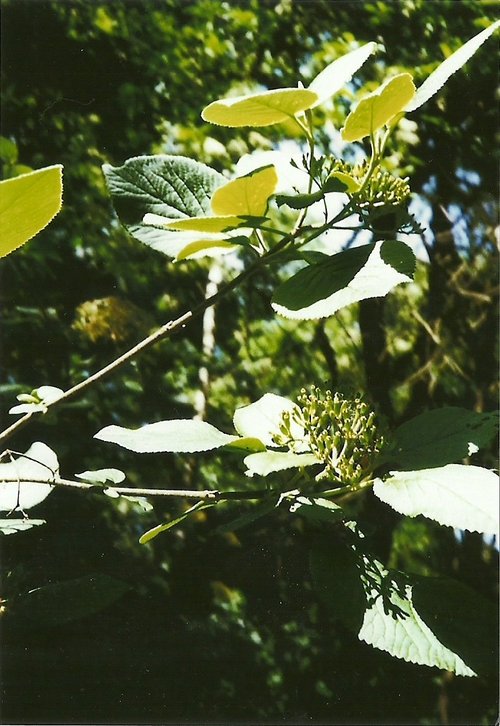 zazi-vintage-katharina-louise-path-of-remembrance-forrest-plant-leaves